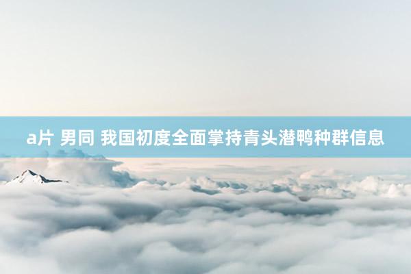 a片 男同 我国初度全面掌持青头潜鸭种群信息